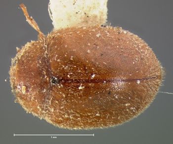 Media type: image;   Entomology 6736 Aspect: habitus dorsal view